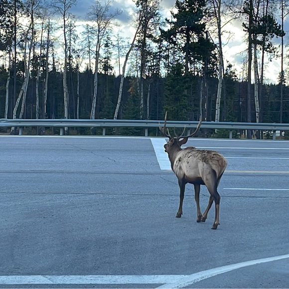 Meet your Posher, Rafi - Picture 1 of 1